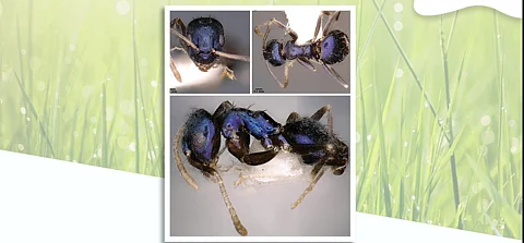 The blue ant