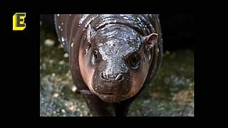 The Thai baby hippo