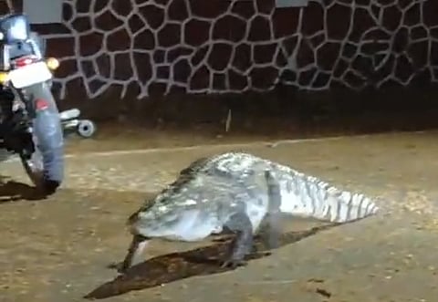 "Even it wants to get into IIT...": Crocodile spotted on IIT Bombay Powai campus road | WATCH