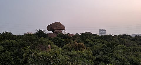 The serene forest land