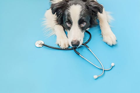 Students aiming for veterinary and technology courses at TANUVAS should check their ranks and get documents ready as counselling looms