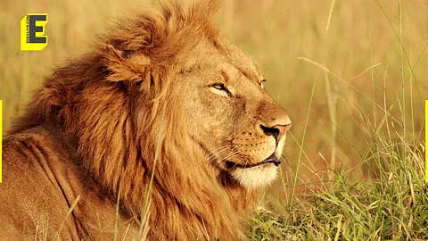 Asiatic lion population in India
