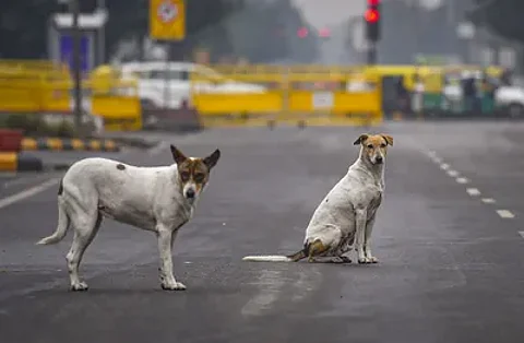 SC has directed authorities in Delhi-NCR to remove stray dogs from streets