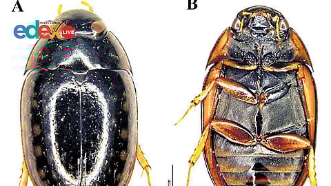 Semi-aquatic beetle Scoliopsis spinosa