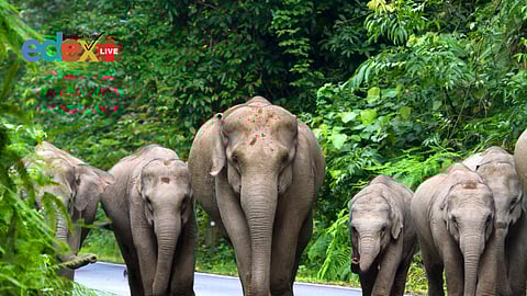 Conservation of wildlife and forests