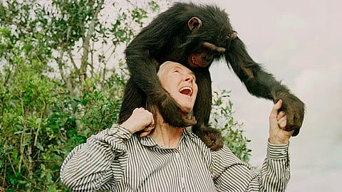 Jane Goodall plays with Bahati, a 3-year-old female chimpanzee, at the Sweetwaters Chimpanzee Sanctuary near Nanyuki, north of Nairobi, on Dec. 6, 1997.