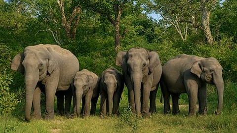 Jharkhand to host first-ever ‘Run for Gajraj’ marathon to raise promote elephant conservation