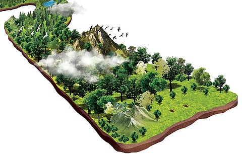 Experts say this paradox -- more forest area but less carbon stock -- points to deeper ecological problems.