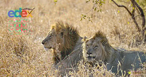 Wildlife conservation