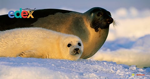 IUCN's Red List of Threatened Species includes Arctic seals
