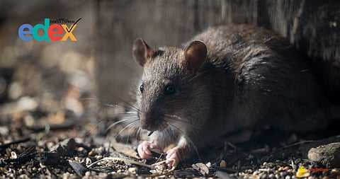 Rat fever outbreak in Tamil Nadu college