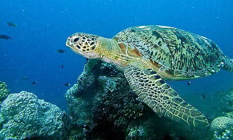 A green turtle glides through tropical waters