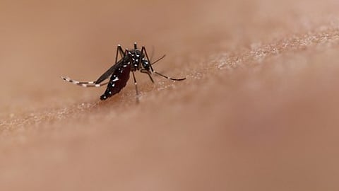 Mosquito