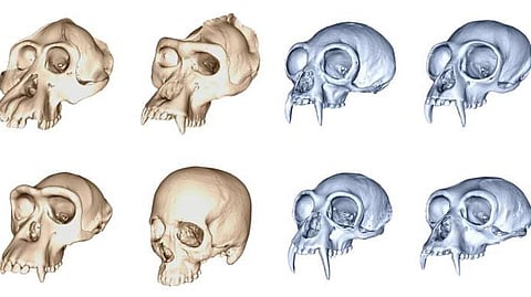 Humans evolved faster than any other ape, 3D skull study finds