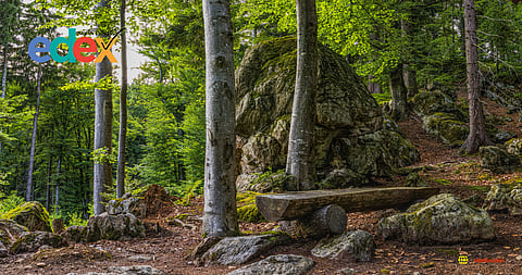 Forest conservation efforts in India