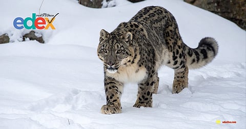 Snow Leopard population grows