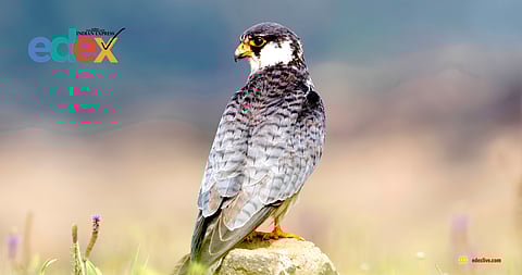 Amur Falcon