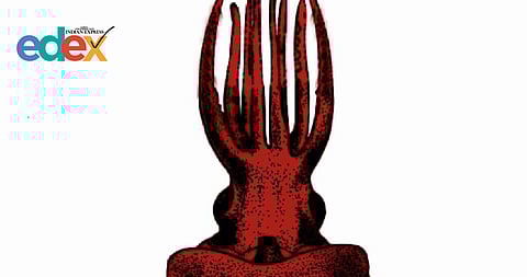 Deep sea squid rare species discovered in Kerala