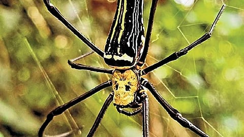 The Golden Orb Weaver spider is rare in regions like Gadag.