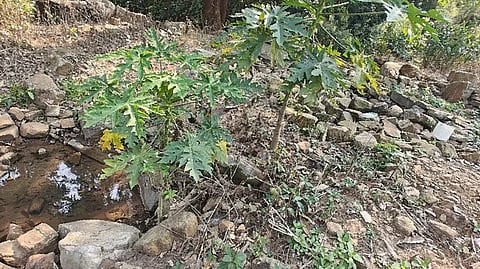 Researchers at UoH tested biochar made from waste geranium leaves