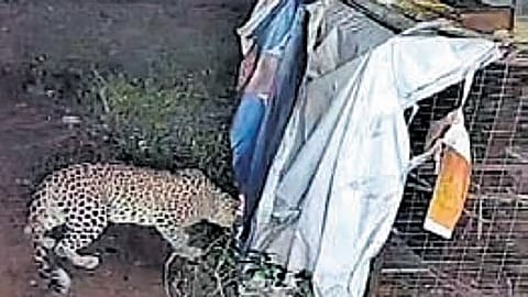CCTV footage from Sri Venkateswara University shows a leopard trying to break into a chicken cage on campus.