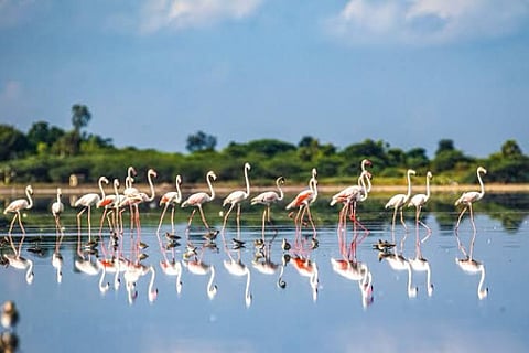 Draft eco-sensitive zone map finalised for TN's Pulicat sanctuary