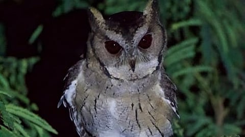 Three rare Pallid Scops owls rescued in Mumbai, to be released after treatment: Official