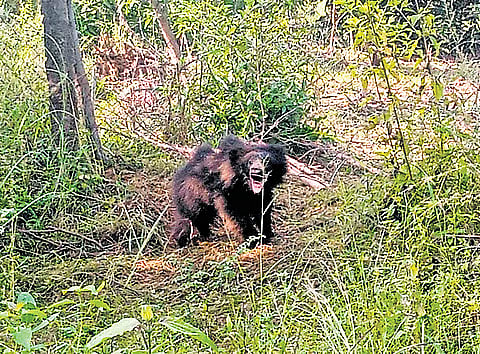 Wild bear, cub barge in Uttarakhand school, injures student
