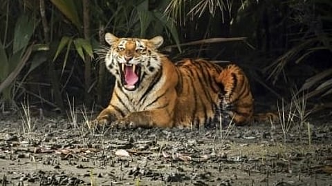 Tiger census begins across Karnataka forests: Minister Khandre