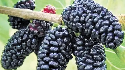 Over the last five years, farmers and entrepreneurs have realized the potential for exotic fruits and new varieties for both domestic and international markets.