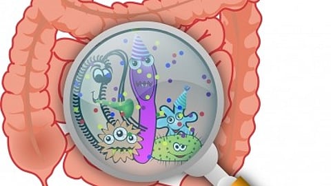 Study links oestrogen to higher gut sensitivity in women