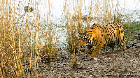 HC moves on Madhya Pradesh tiger deaths, notices issued
