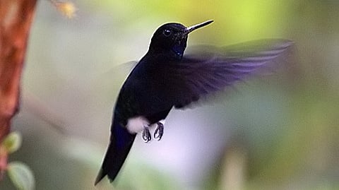 Ancient Ecuador forest is last haven for almost-extinct hummingbird