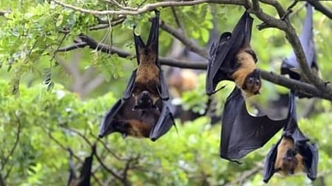 No travel restrictions as WHO tracks Nipah cases in India