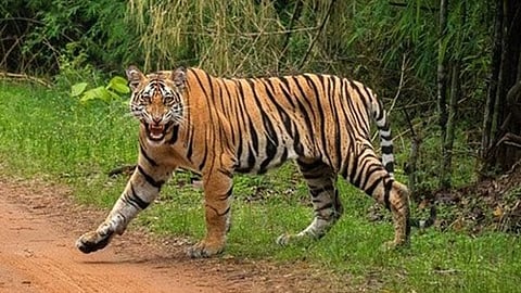 Two tigers found dead in MP’s Shahdol; probe underway