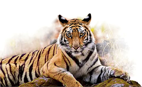 Representative image