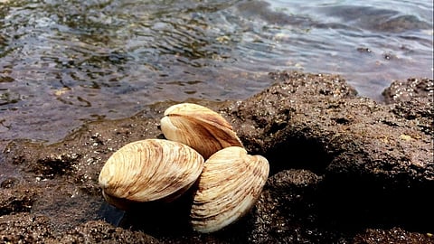 CMFRI achieves breakthrough in captive breeding of mangrove clam