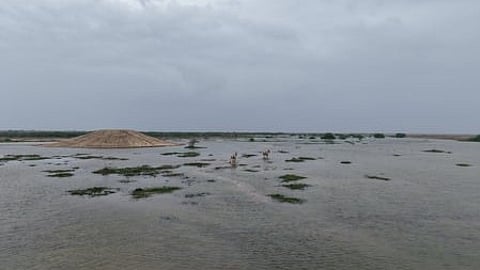 Kutch’s Little Rann gets eco-boost with water, soil project