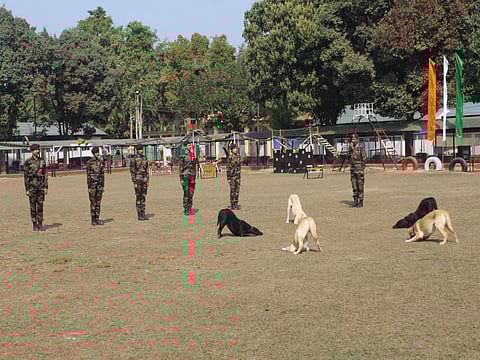 Assam Rifles showcases prowess of its canines to officials at Jorhat