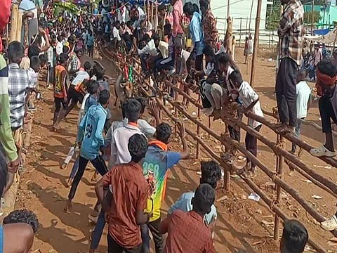 Tamil Nadu: Over 350 bulls participate in bull-taming festival at Tirupattur