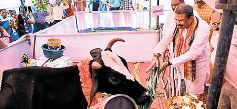 Union Minister Dharmendra Pradhan feeding a cow at the event on Monday