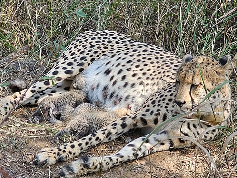 Kuno welcomes three new cubs as Indian Cheetah population rises to 38