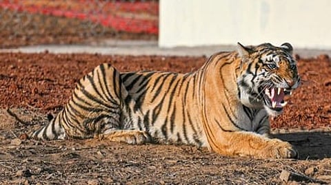 Electrocution killed four tigers: Bandhavgarh Tiger Reserve to MP HC