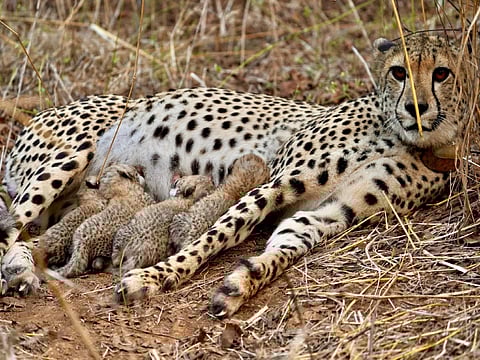 Kuno National Park finds fourth cub born to Cheetah Gamini, population rises to 39