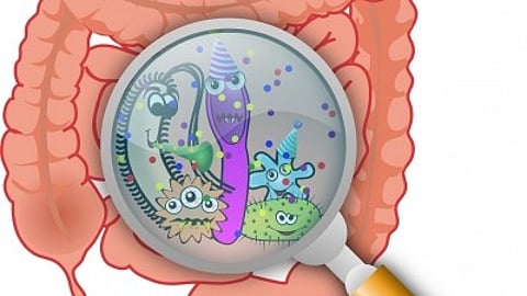 Your gut microbiomes & heart are closer than you think