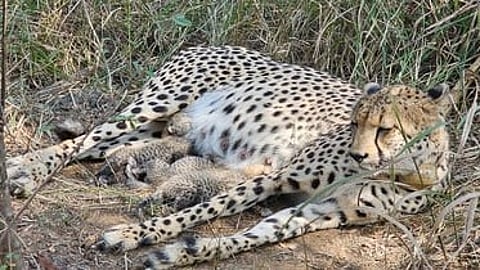 India’s cheetah population tops 50 in major conservation boost
