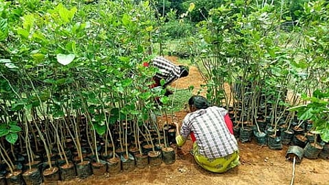 Tamil Nadu plans study on climate benefits of urban tree planting