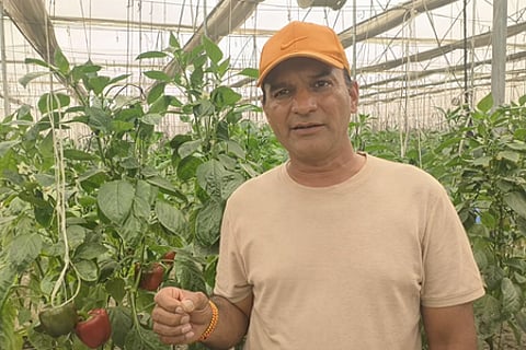 India, horticulture, UP, Pilibhit, polyhouse farming, farmers, income boost,