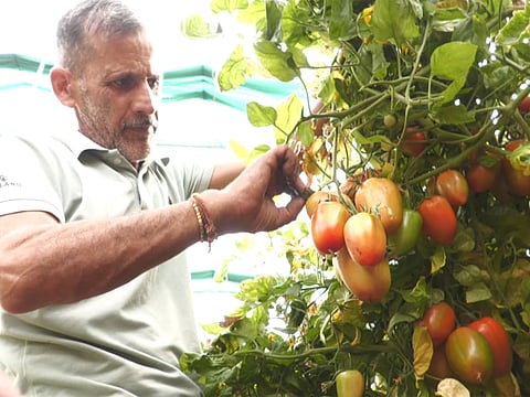 J-K: Farmer in Udhampur transforms livelihood through 95% govt subsidy under HADP initiative