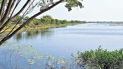 A view of the pristine Panampattu Lake, where Sasiraja has created a haven for birds.